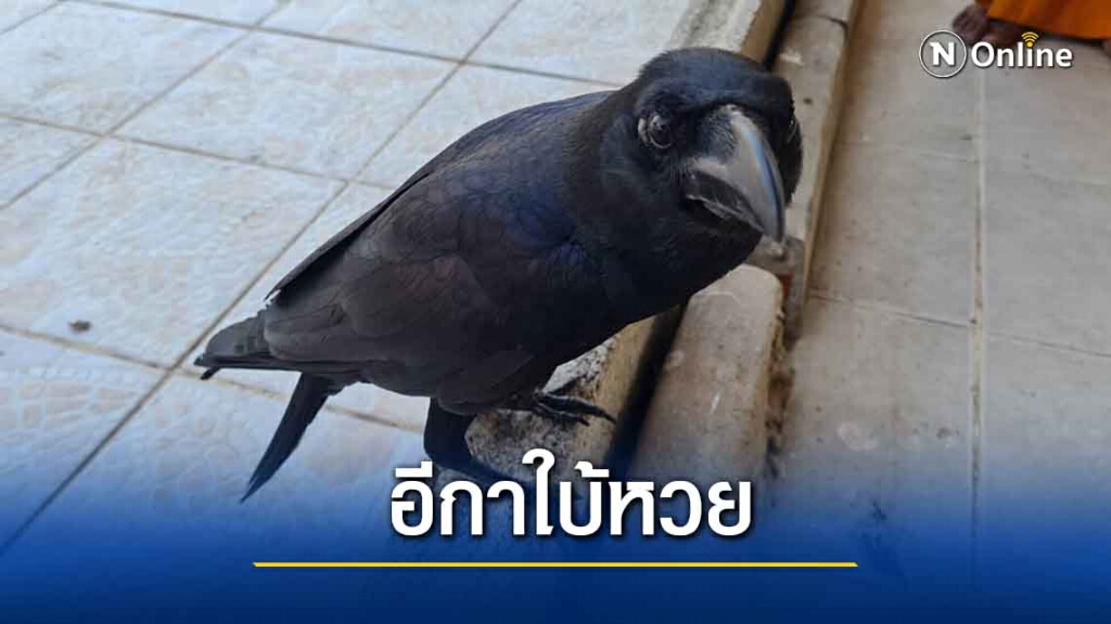 ฮือฮา...อีกาแสนรู้ สุดเชื่อง ใบ้หวยชาวบ้านถูกมาแล้วหลายงวด ฮือฮา...อีกาแสนรู้ สุดเชื่อง ใบ้หวยชาวบ้านถูกมาแล้วหลายงวด