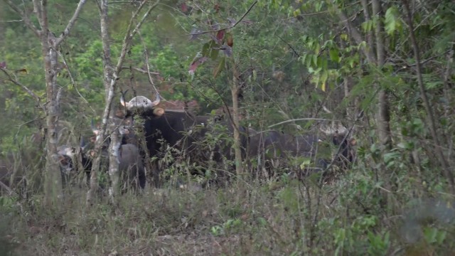 เจ้าหน้าที่อุทยานแห่งชาติเขาใหญ่ทำโป่งเทียมให้สัตว์ป่า