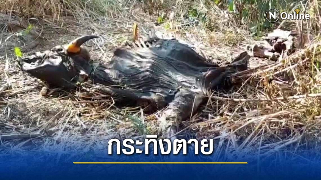 พบกระทิงเพศเมียถูกยิงตายกว่าเดือน พบกระทิงเพศเมียถูกยิงตายกว่าเดือน