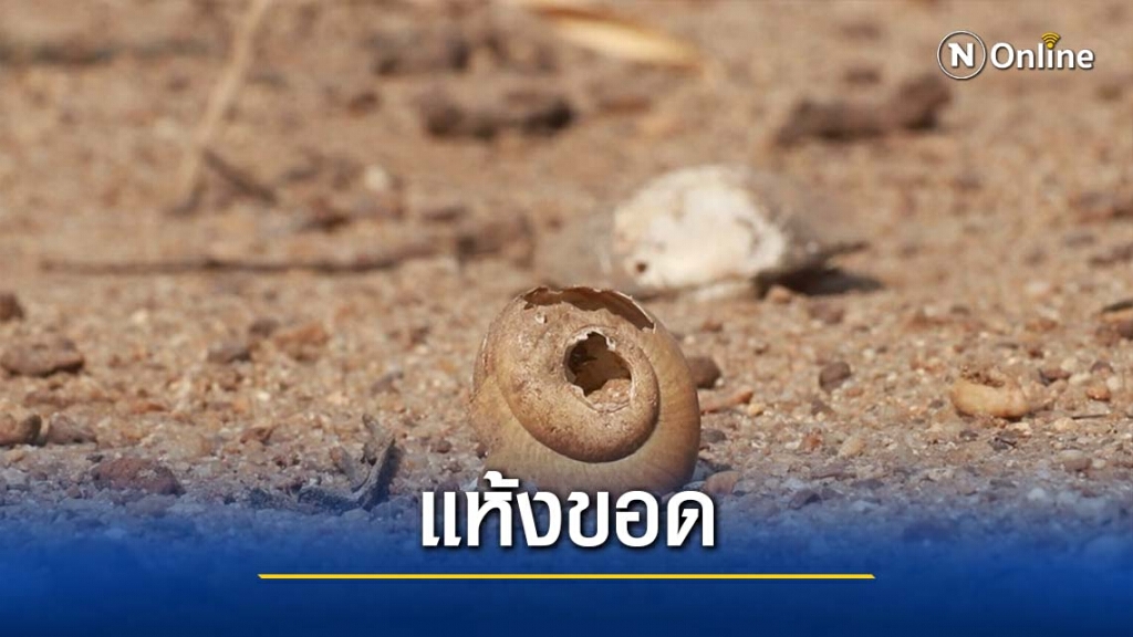 "แม่น้ำยม"แห้งขอด-ขุดบ่อน้ำซึมหาน้ำ "แม่น้ำยม"แห้งขอด-ขุดบ่อน้ำซึมหาน้ำ