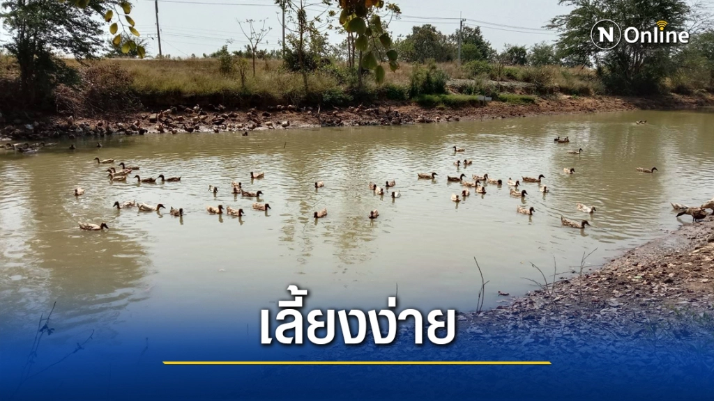 รายได้ดีเลี้ยงเป็ดไล่ทุ่งเก็บไข่ขายสลับทำนา