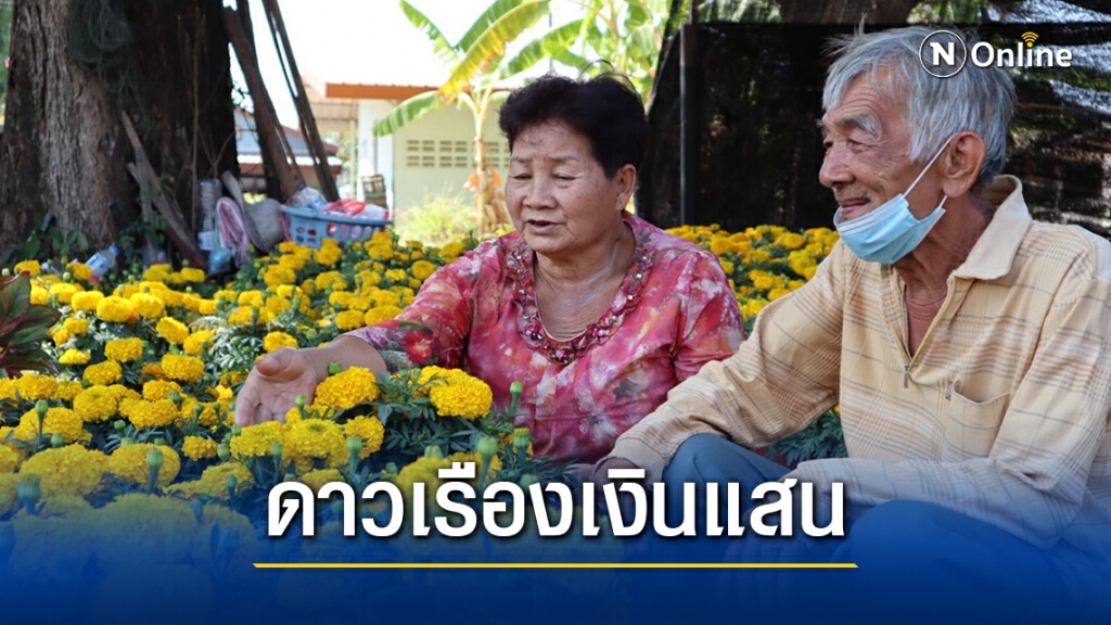 ชาวสวนดาวเรือง ยิ้มแป้นโกยเดือนเกือบแสนช่วงตรุษจีน