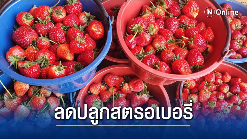 พิษโควิดกระทบเกษตกรลดปลูกสตรอเบอรี่ พิษโควิดกระทบเกษตกรลดปลูกสตรอเบอรี่