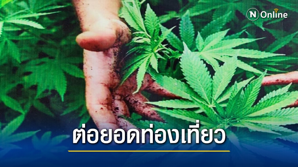 ลงเสาเอกโรงเรือนกัญชาพื้นที่เอกชนเสริมรายได้วิสาหกิจชุมชน