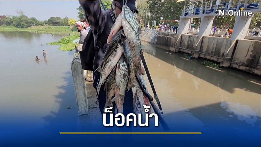 แห่จับปลาน็อคน้ำ-ลอยตายเกลื่อน แห่จับปลาน็อคน้ำ-ลอยตายเกลื่อน