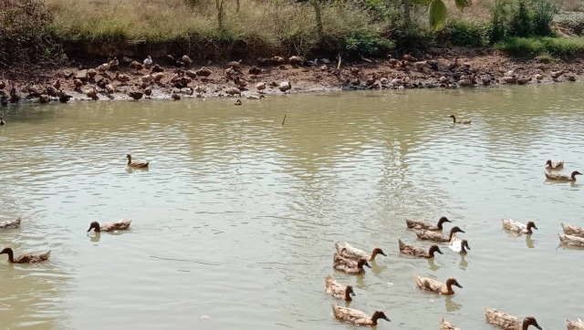 รายได้ดีเลี้ยงเป็ดไล่ทุ่งเก็บไข่ขายสลับทำนา