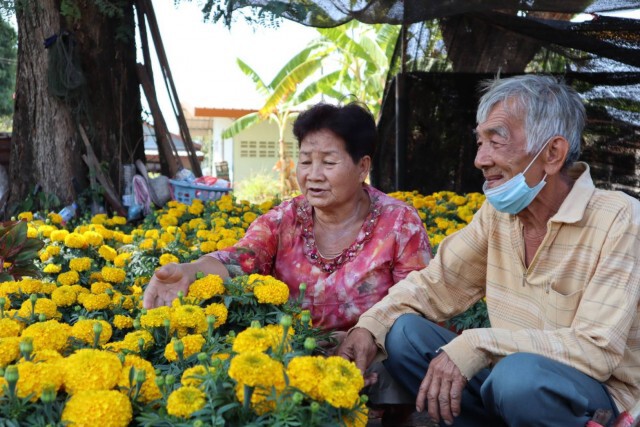 ชาวสวนดาวเรือง ยิ้มแป้นโกยเดือนเกือบแสนช่วงตรุษจีน