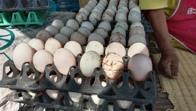 รายได้ดีเลี้ยงเป็ดไล่ทุ่งเก็บไข่ขายสลับทำนา