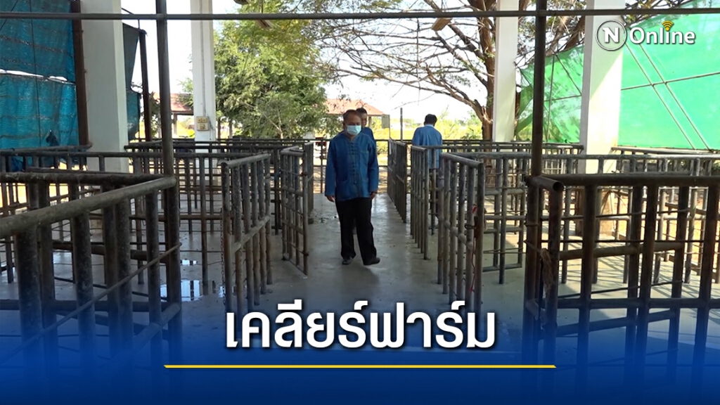 ไวรัส PRRS ระบาดเร่งกำจัดหมูใน อ.กระนวน