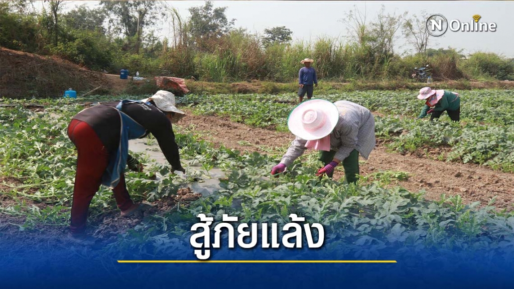 เกษตรกรปรับตัวสู้แล้ง-ปลูกแตงโมสร้างรายได้ เกษตรกรปรับตัวสู้แล้ง-ปลูกแตงโมสร้างรายได้