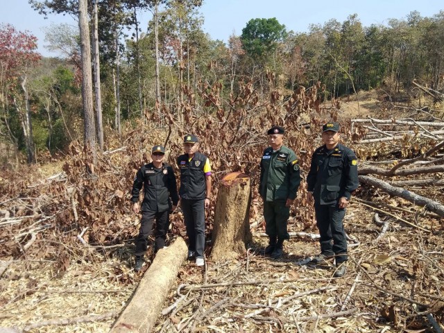 รวบหนุ่มน่านลอบตัด-ชักลากไม้