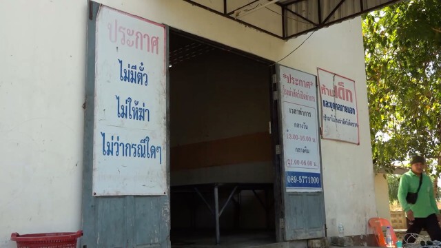 ไวรัส PRRS ระบาดเร่งกำจัดหมูใน อ.กระนวน