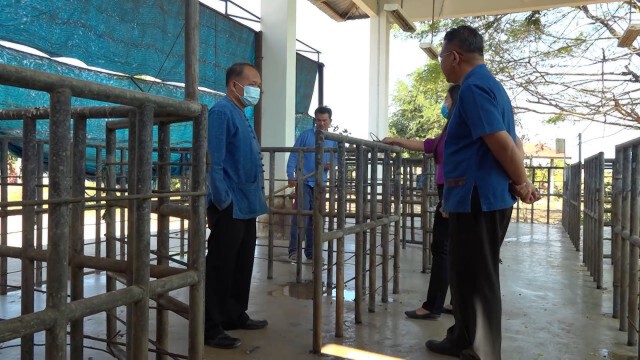 ไวรัส PRRS ระบาดเร่งกำจัดหมูใน อ.กระนวน