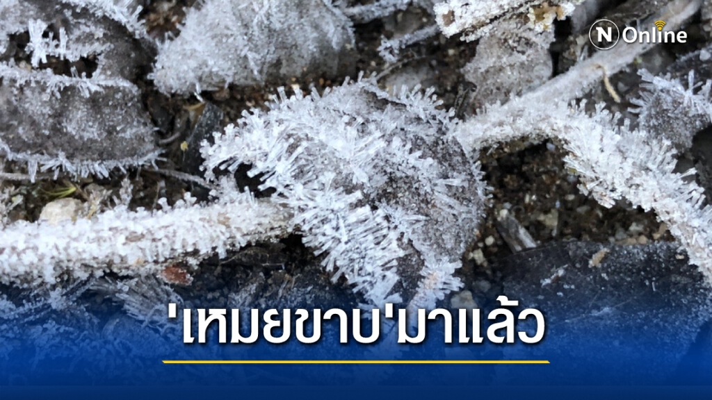 "เหมยขาบ" โผล่ดอยอินทนนท์