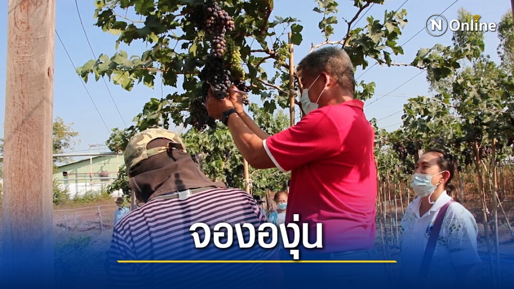 เกษตรกรทดลองปลูกองุ่นได้ผลทำนักท่องเที่ยวล้นแห่จองคาต้น