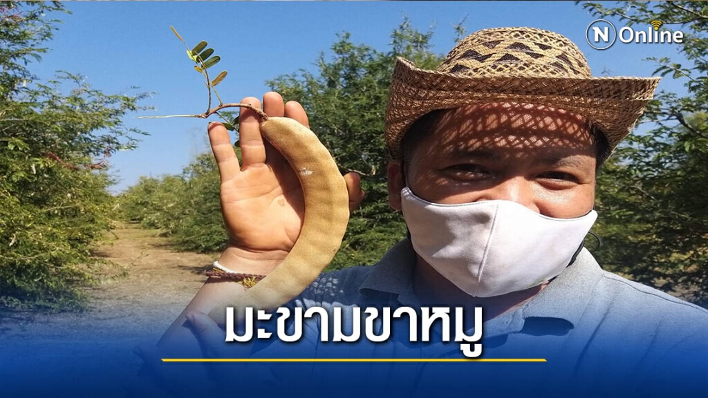 "มะขามขาหมู"ต้องจองล่วงหน้าถึงจะได้กิน