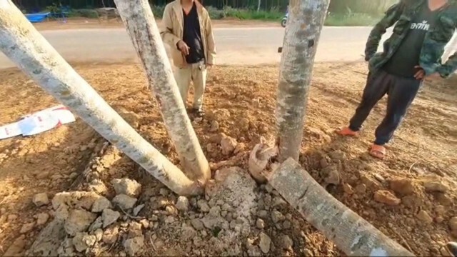 เตรียมแจ้งข้อกล่าวหาลุงพลตัดไม้พร้อมเหล่ายูทูบเบอร์พรุ่งนี้