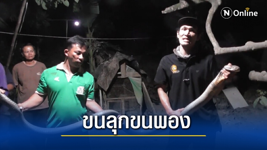 แบม สิมิลัน มือปราบอสรพิษ จับงูจงอางมือเปล่า
