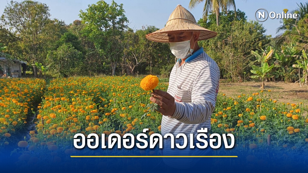 เตรียมรับออเดอร์ดอกดาวเรืองรับสมัครเลือกตั้งนายกและสท. เตรียมรับออเดอร์ดอกดาวเรืองรับสมัครเลือกตั้งนายกและสท.