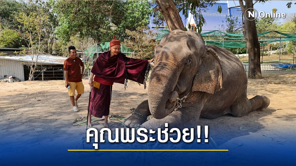 บอกบุญร่วมบริจาคช่วยช้างพิการ-ตกงานยุคโควิด