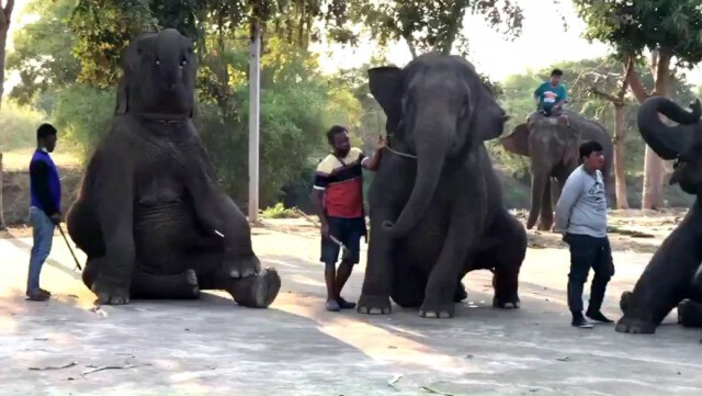 ชาวบ้านค่ายหมื่นแผ้วชวนเที่ยวจดทะเบียนบนหลังช้าง