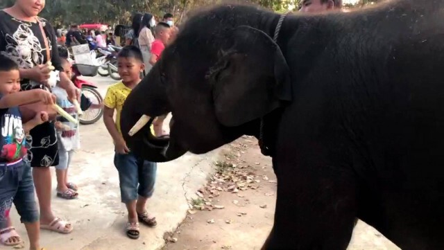 ชาวบ้านค่ายหมื่นแผ้วชวนเที่ยวจดทะเบียนบนหลังช้าง