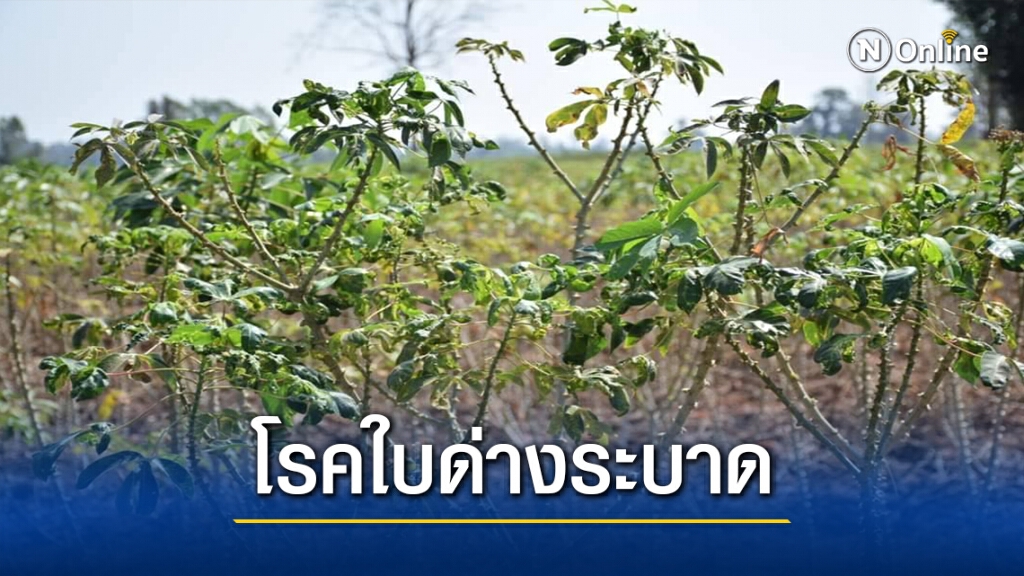โรคใบด่างระบาด13อำเภอ ห้ามใช้ท่อนพันธุ์ไม่รู้แหล่งที่มา โรคใบด่างระบาด13อำเภอ ห้ามใช้ท่อนพันธุ์ไม่รู้แหล่งที่มา