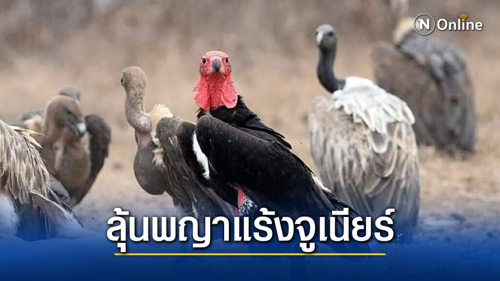 ฮือฮา พญาแร้งวางไข่ครั้งแรกในรอบ 25 ปี ฮือฮา พญาแร้งวางไข่ครั้งแรกในรอบ 25 ปี