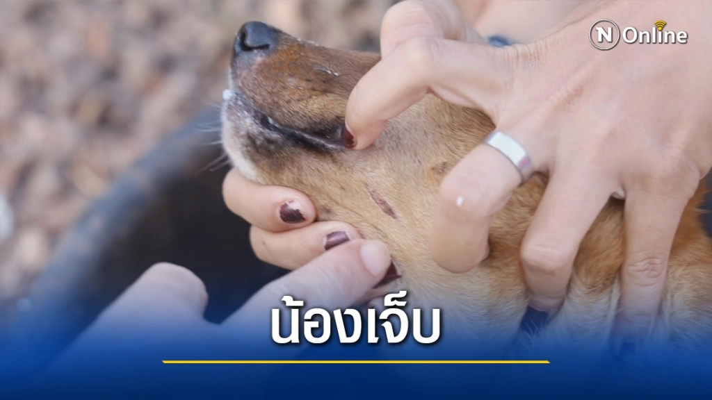 คนใจร้ายวางเบ็ดให้หมากินเหยื่อ คนใจร้ายวางเบ็ดให้หมากินเหยื่อ