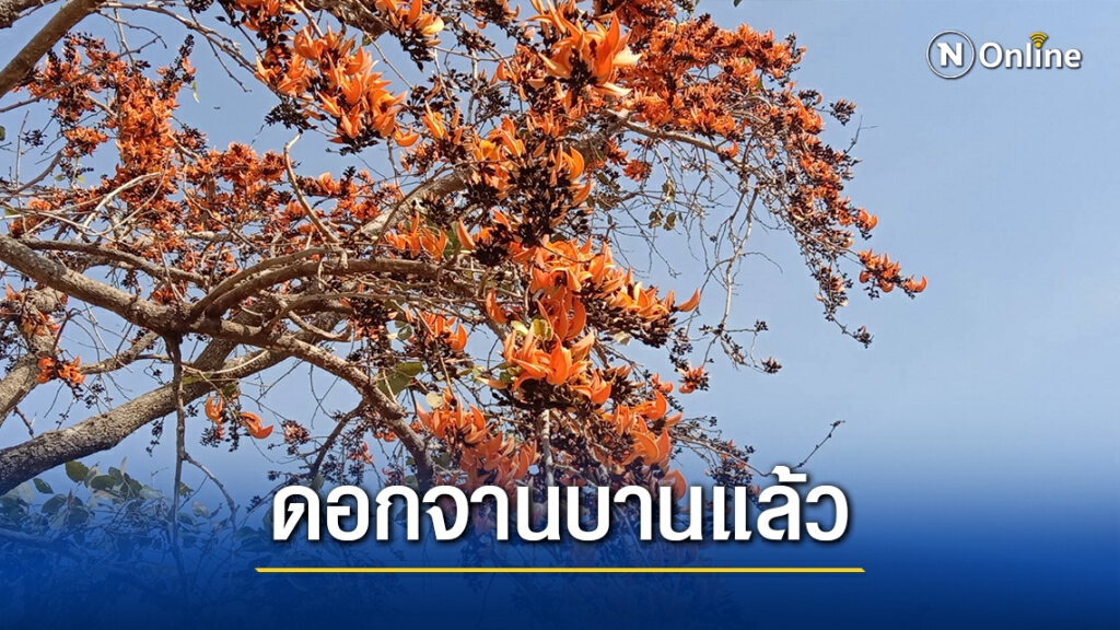 ชมความงาม ดอกจานบานรับหน้าแล้งริมถนน นทท.แห่เซลฟี่ ชมความงาม ดอกจานบานรับหน้าแล้งริมถนน นทท.แห่เซลฟี่