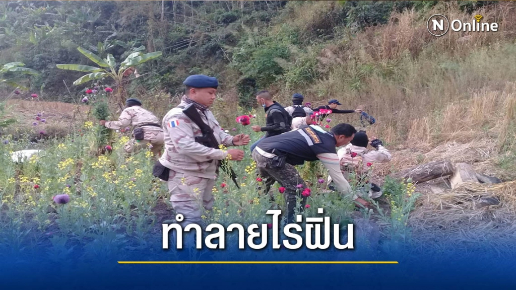 ทำลายไร่ฝิ่นชาวอิ้วเมี่ยน-อำพรางแปลงผักกาด