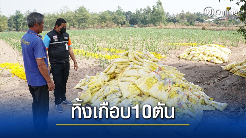 พิษโควิด ดาวเรืองส่งขายไม่ได้ขนกลับมาทิ้งเกือบ10 ตัน สูญเงินนับแสน พิษโควิด ดาวเรืองส่งขายไม่ได้ขนกลับมาทิ้งเกือบ10 ตัน สูญเงินนับแสน
