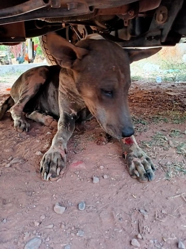 คนใจร้ายวางเบ็ดให้หมากินเหยื่อ