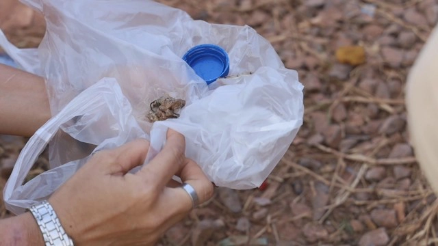 คนใจร้ายวางเบ็ดให้หมากินเหยื่อ