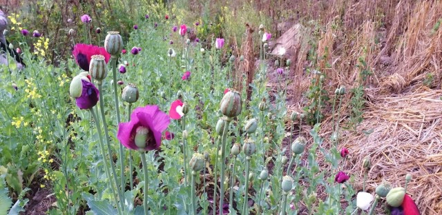 ทำลายไร่ฝิ่นชาวอิ้วเมี่ยน-อำพรางแปลงผักกาด