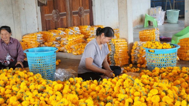 พิษโควิด ดาวเรืองส่งขายไม่ได้ขนกลับมาทิ้งเกือบ10 ตัน สูญเงินนับแสน