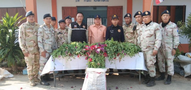 ทำลายไร่ฝิ่นชาวอิ้วเมี่ยน-อำพรางแปลงผักกาด