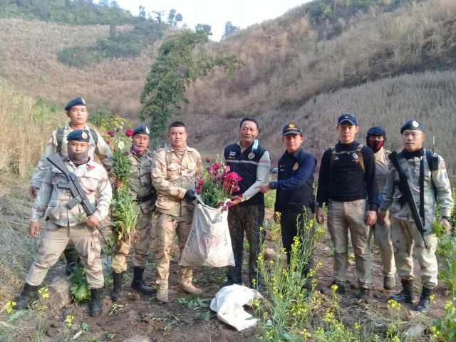 ทำลายไร่ฝิ่นชาวอิ้วเมี่ยน-อำพรางแปลงผักกาด