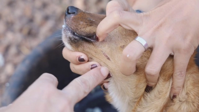 คนใจร้ายวางเบ็ดให้หมากินเหยื่อ