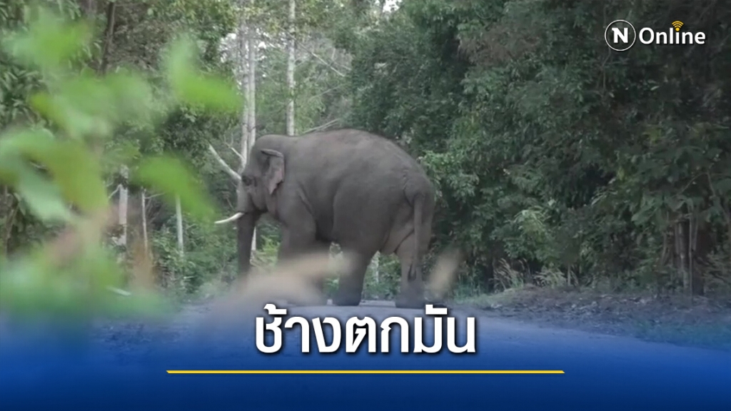 ช้างป่าเขาใหญ่ตกมันหลายตัว เตือนชาวบ้านระมัดระวัง