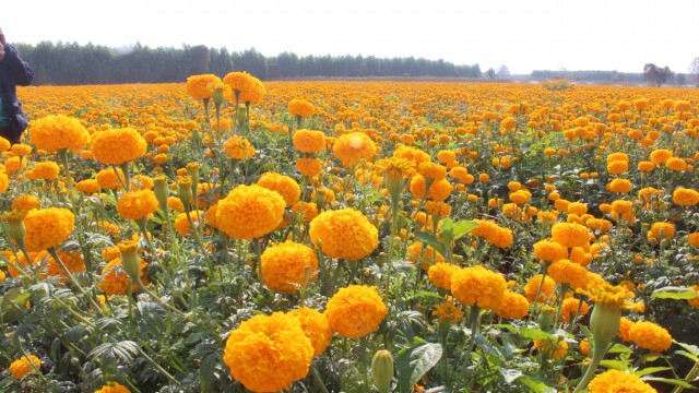 ขาดทุนหลักแสน พิษโควิด 19 ทำดาวเรืองราคาตกวูบ