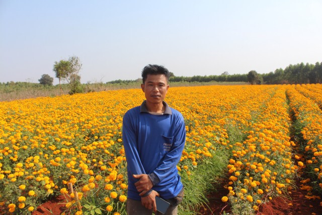 ขาดทุนหลักแสน พิษโควิด 19 ทำดาวเรืองราคาตกวูบ