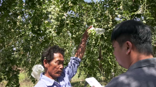เกษตรกรโคราชปลูกมะขามเทศกว่า 300 รายโกยรายได้ปีละ30ล้าน