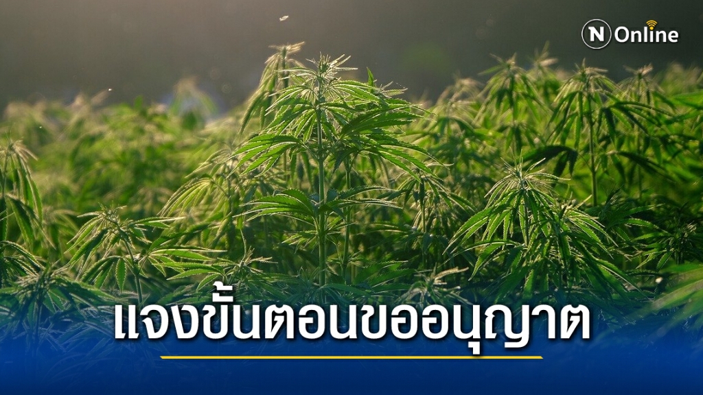 อย. ชี้แจงข้อสงสัยการขออนุญาตปลูกกัญชง