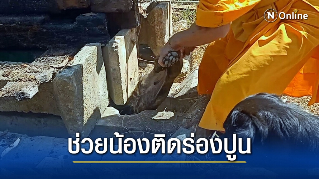 อนาถลูกสุนัขซุกซนมุดเข้ากองเสาปูนออกไม่ได้ดับ 1 รอด 1