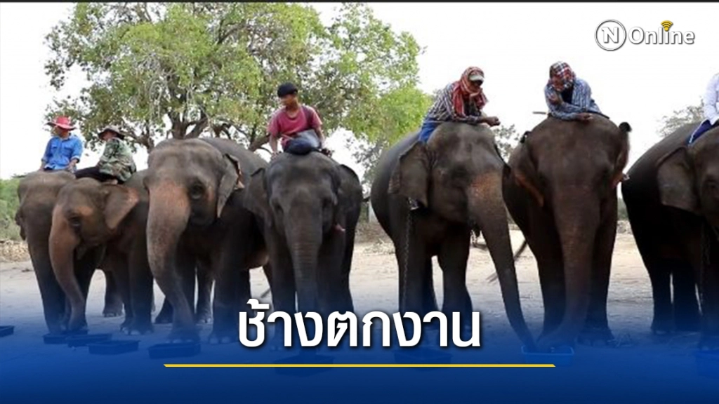 พิษโควิด ช้างสุรินทร์ตกงานรวมตัวไลฟ์สดหาค่าอาหารช้าง