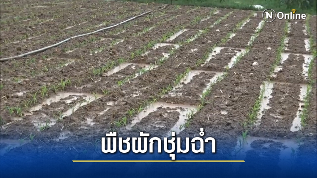 ฝนมาเกษตรกรยิ้มประหยัดค่าสูบน้ำแถมลดฝุ่น PM2.5