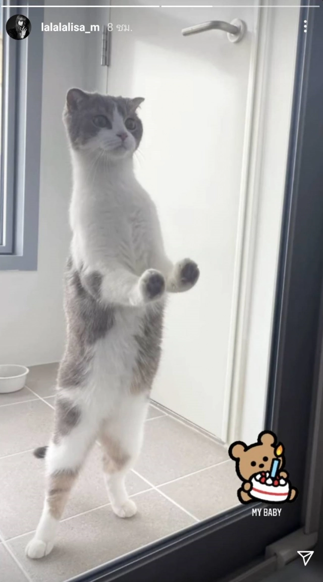 สาวกทั่วโลกร่วมอวยพรวันเกิดให้ 'ลีโอ' เหมียวน้อยแสนรักของ 'ลิซ่า' BLACKPINK