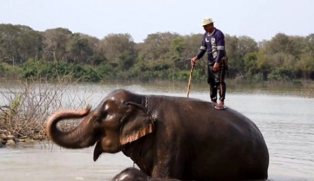 พิษโควิด ช้างสุรินทร์ตกงานรวมตัวไลฟ์สดหาค่าอาหารช้าง