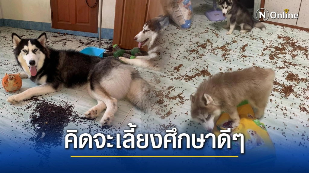 สาวรีวิวเลี้ยงไซบีเรียน สุดฮา! โปรดอ่านให้ละเอียดที่สุดก่อนตัดสินใจเลี้ยง